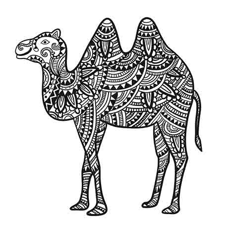 Camel